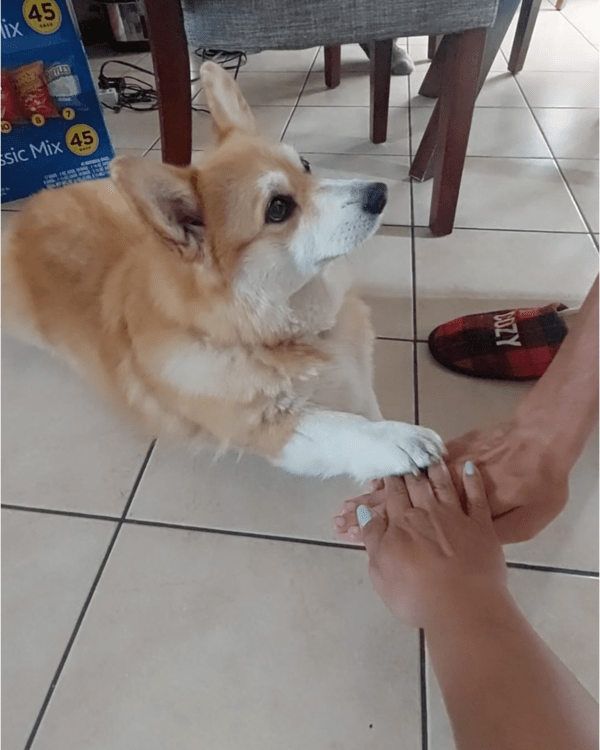 출처: Reddit / 함께 손 포갠 강아지