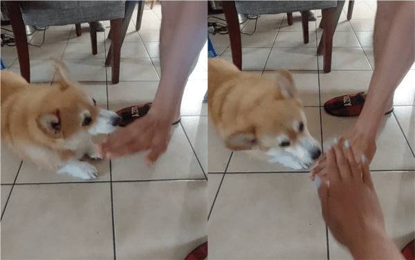 출처: Reddit / 강아지 앞으로 내밀어진 두 개의 손