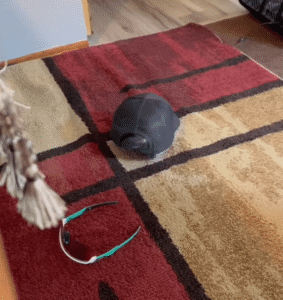 세상에서 가장 빠른 거북냥의 정체는?