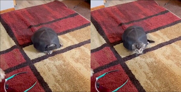 출처: Reddit / 모자에서 튀어나오는 발과 머리