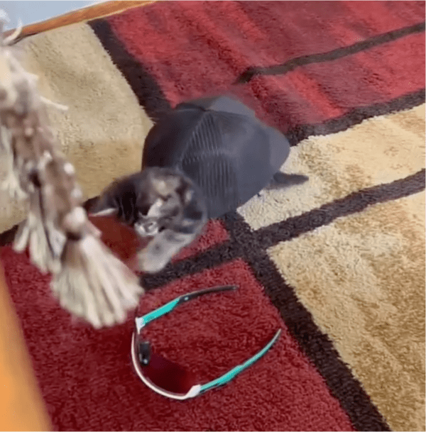 출처: Reddit / 세상에서 가장 빠른 거북냥