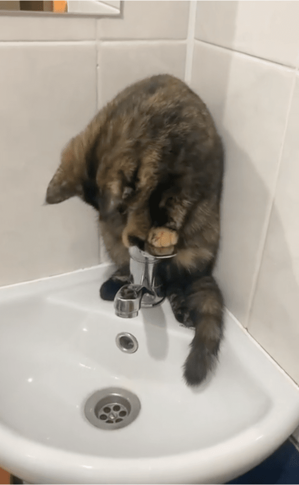 출처: Reddit / 물을 끄는 고양이