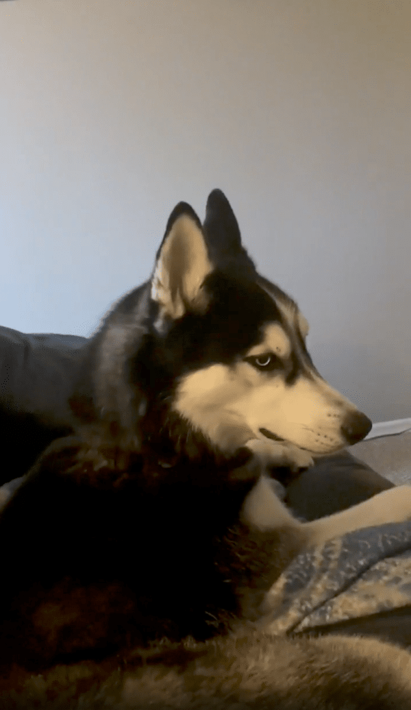 출처 : Reddit / 아기 허스키를 쳐다보고 있는 언니 허스키