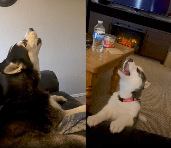 출처 : Reddit / 언니 허스키가 하울링 하자 따라 하는 아기 허스키