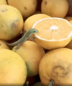 “핥아먹어야 제맛이지” 게코 도마뱀이 핥은 이것은?