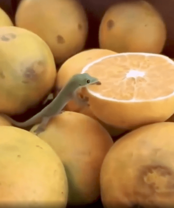 출처 : Reddit / 더 많이 먹고자 혀를 더 내민 게코 도마뱀