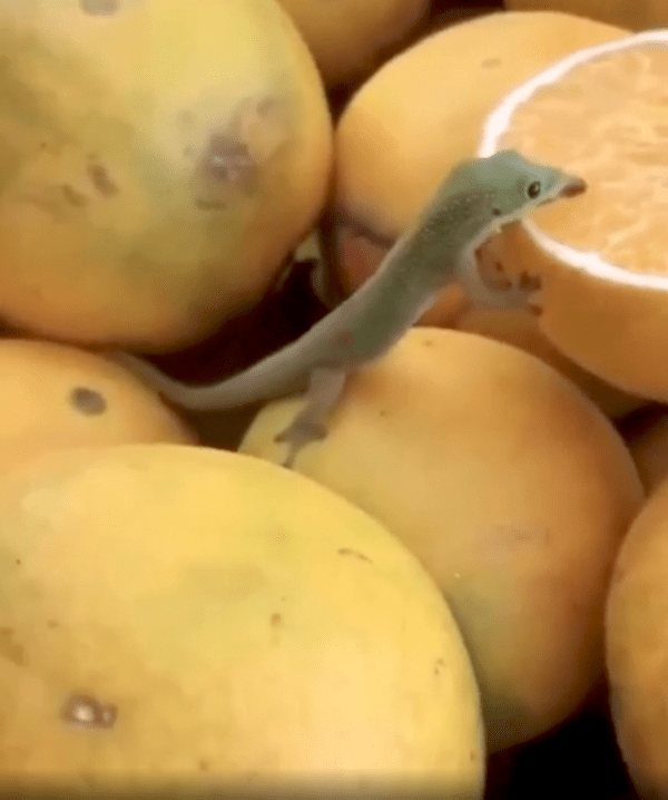 출처 : Reddit / 더 많이 먹고자 혀를 더 내민 게코 도마뱀