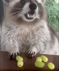 샤인머스캣 당도가 남달라… 자기 과일을 지키는 ㅇㅇ