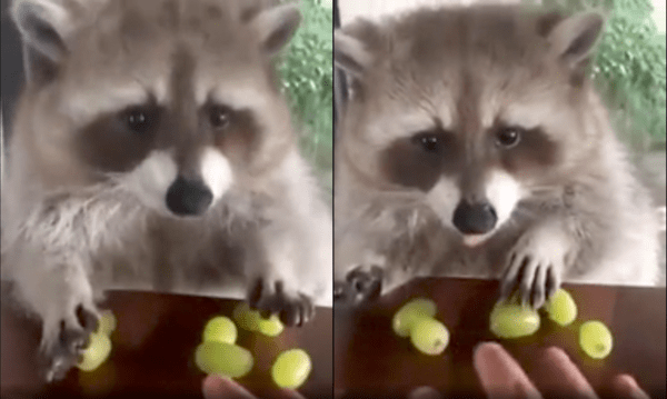 출처 : Reddit / 손을 뻗자 샤인머스캣을 지키려는 라쿤