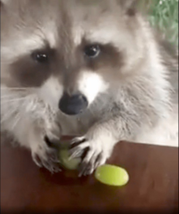 출처 : Reddit / 손으로 샤인머스캣을 지키며 사람에게 눈을 떼지 못하는 라쿤 