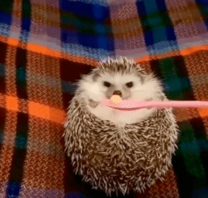 이게 뭐지? 천상의 맛인가? 맛있는 음식을 먹어 본 고슴도치의 반응