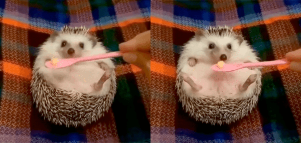 출처 :  Reddit / 다리를 쭉 뻗고 음식 먹기만을 기다리는 고슴도치