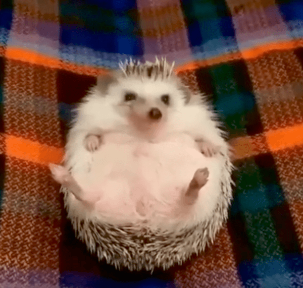 출처 : Reddit / 맛있게 먹고  흡족한 고슴도치