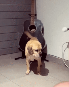 이렇게 아름다운 선율은 처음이야! 리트리버의 연주법은?