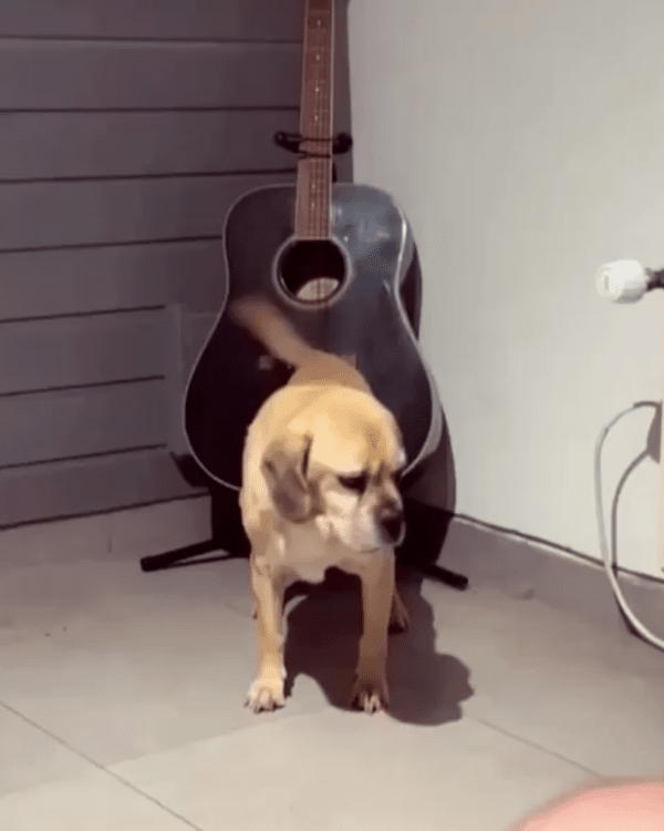 출처 : Reddit / 꼬리를 흔들면서 기타 치는 리트리버