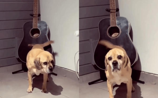 출처 : Reddit / 꼬리로 기타를 연주하는 리트리버