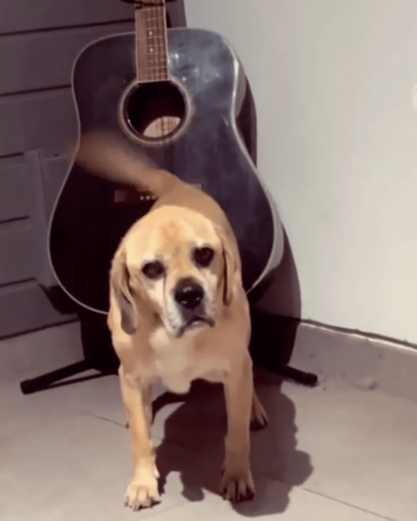 출처 : Reddit / 기타를 연주하고 신난 듯한 리트리버