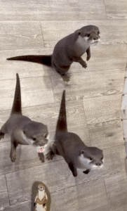 간식 주세요! 울부짖는 귀여운 동물들의 정체는?