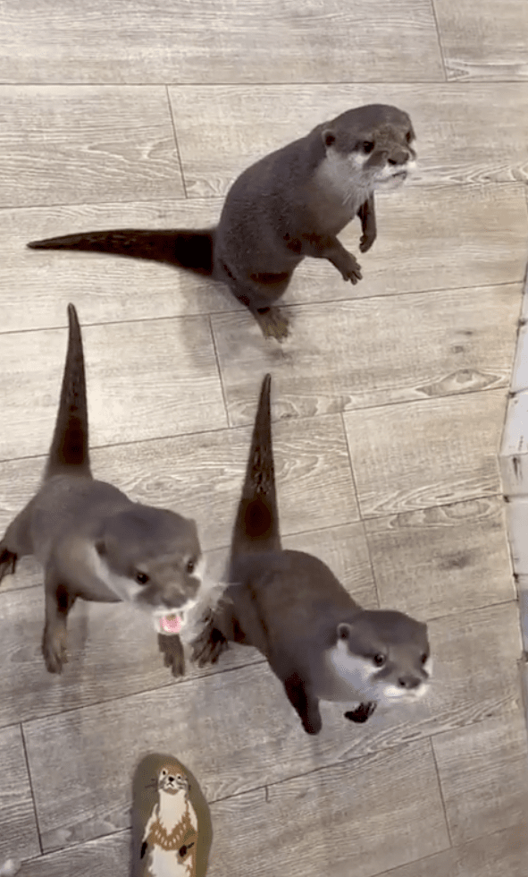 출처 : Reddit / 간식을 기다리는 수달들