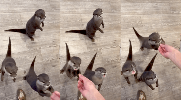 출처 : Reddit / 간식을 기다리며 울고 있는 수달들