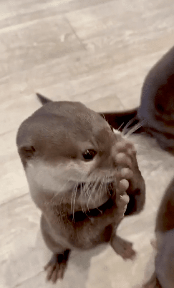 출처 : Reddit / 받은 간식을 맛있게 먹고 있는 수달