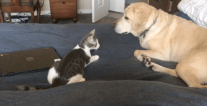 내가 이길 수 있다는 아기 고양이의 자신감에 비웃는 듯한 ㅇㅇㅇㅇ