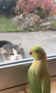 까꿍! 앵무새와 고양이의 까꿍 놀이는 어떻게 하는 걸까?