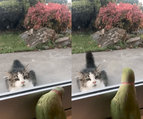 출처 : Reddit / 앵무새를 보고 달려들진 않지만, 꼬리를 흔들고 있는 고양이