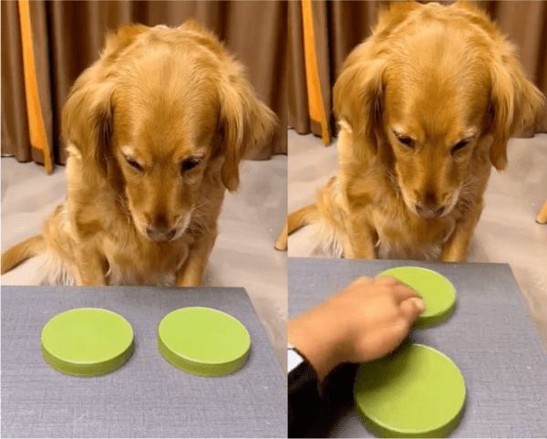 출처: Reddit / "무얼 고를까?" 고민하는 강아지