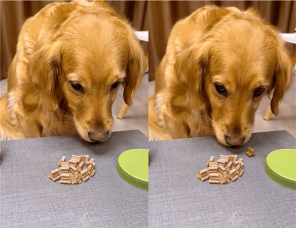 출처: Reddit / 다른 통에서 더 많은 간식을 발견한 강아지