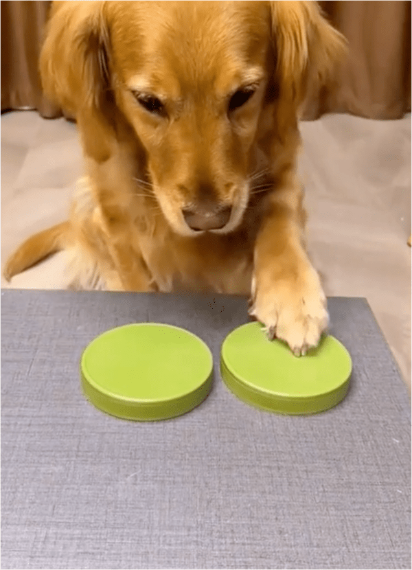 출처: Reddit / 망설임 없이 선택하는 강아지