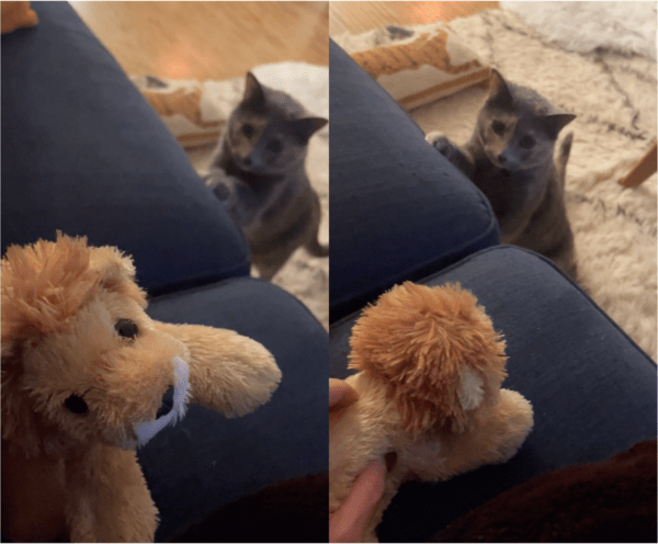출처: Reddit / 사자 인형을 처음 만난 고양이