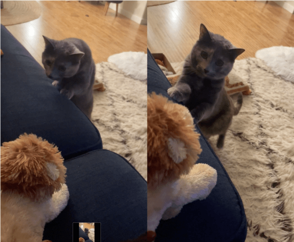 출처: Reddit / 호기심에 다시 인형에게 다가가는 고양이