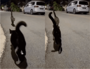 고양이 꼬리가 만들어낸 완벽한 곡선, 하트