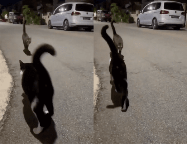 출처: Reddit / 어두운 밤, 달빛 아래 만난 고양이 둘