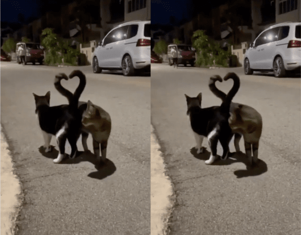 출처: Reddit / 완벽한 곡선으로 만든 하트