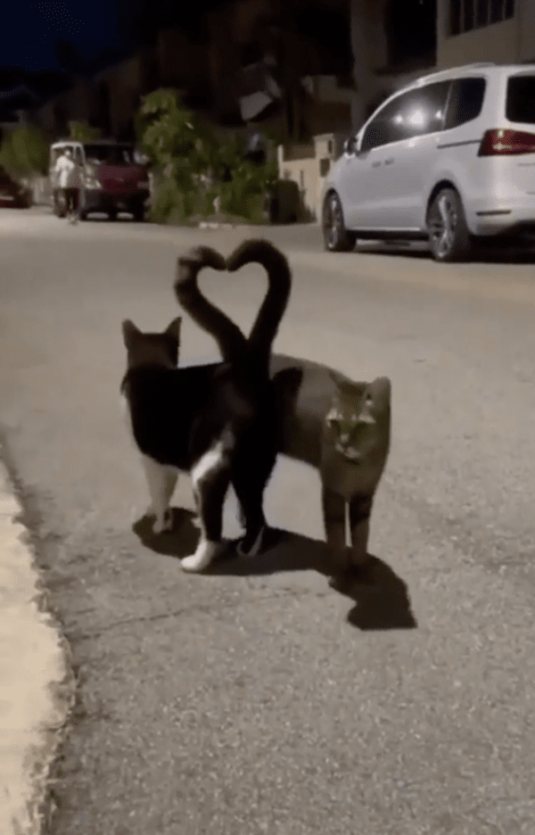 출처: Reddit / 꼬리로 하트를 만든 고양이들