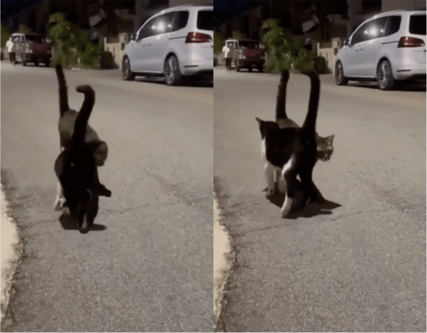 출처: Reddit / 반갑게 인사하는 고양이들