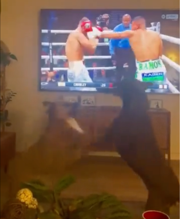 출처: Reddit / 어떤 복싱 경기보다 흥미로운 강아지 경기