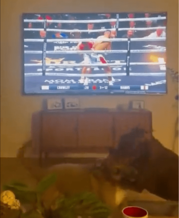 출처: Reddit / 프로 복서 못지 않은 복싱 경기