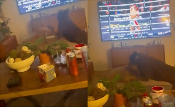 출처: Reddit / 과연 승자는 누가 될것인가?