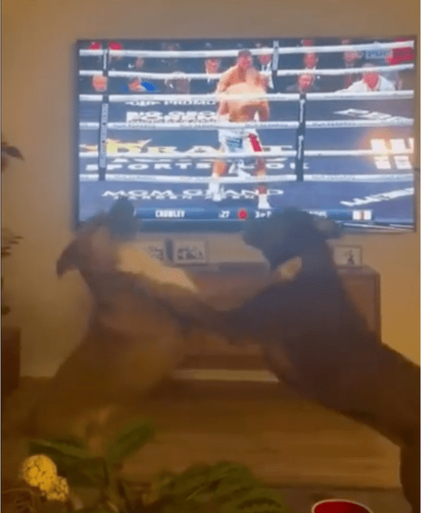 출처: Reddit / 바로 두 강아지 복서