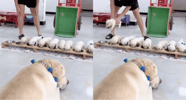 출처: Reddit / 코 박고 정신없이 밥 먹는 아기 강아지들