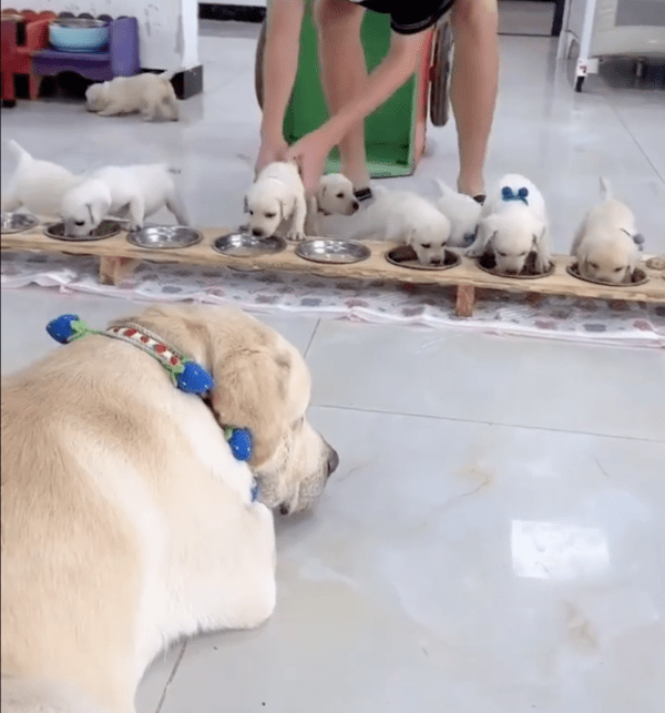 출처: Reddit / 열 마리 식사를 평화롭게 하려면 균형을 맞춰야 한다