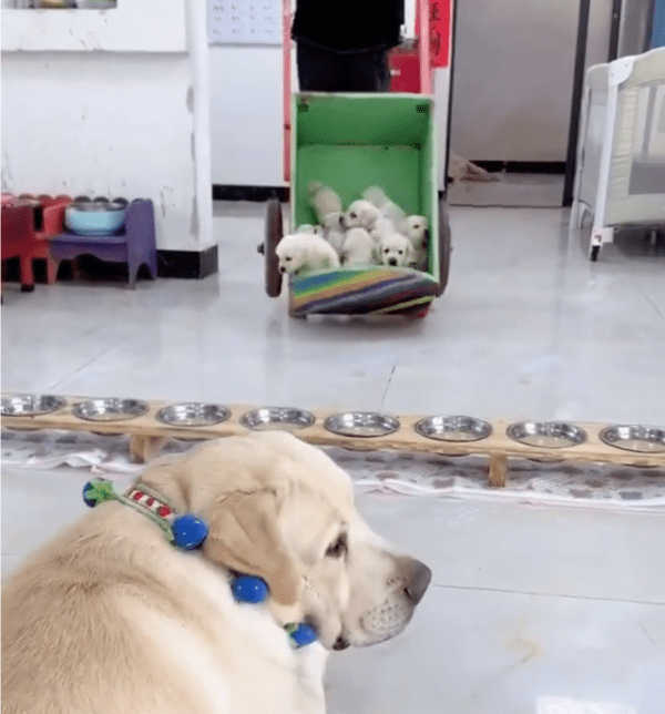 출처: Reddit / 귀여운 인절미 열 마리