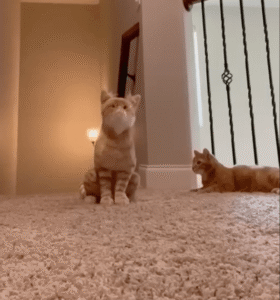 질투의 화신, 치즈냥이가 인형에게 보인 행동은?