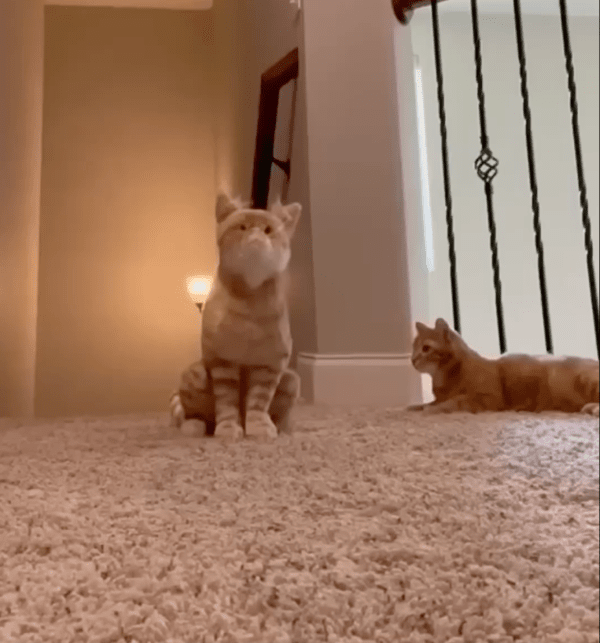 출처: Reddit / "나랑 똑같이 생겼네...?"