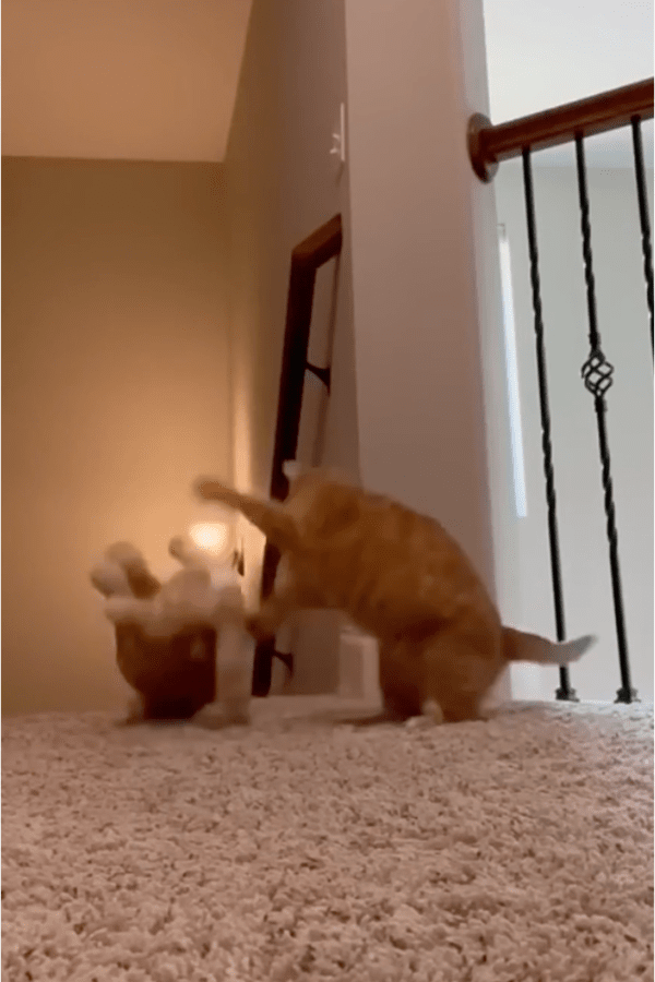출처: Reddit / 인형을 바닥에 메다꽂는 고양이