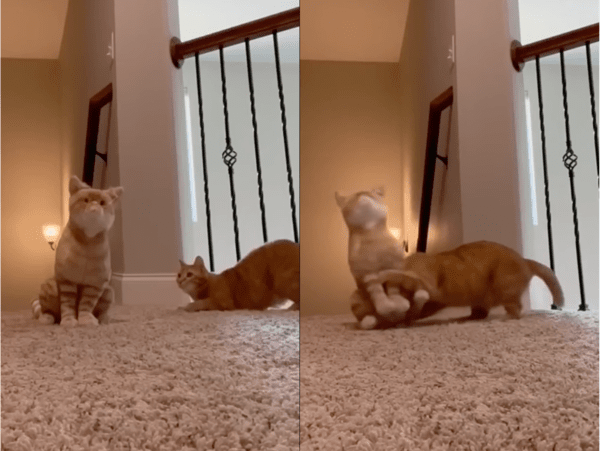 출처: Reddit / 인형을 기습 공격하는 고양이