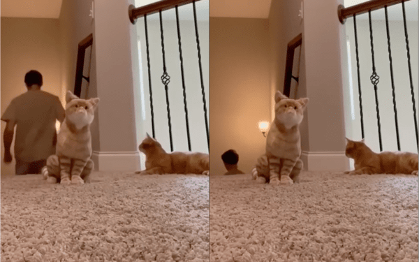 출처: Reddit / 주인이 사라질 때까지 쳐다보는 고양이